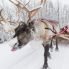 Babbo Natale in slitta trainata dalle renne