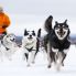 In Slitta con i Cani Husky
