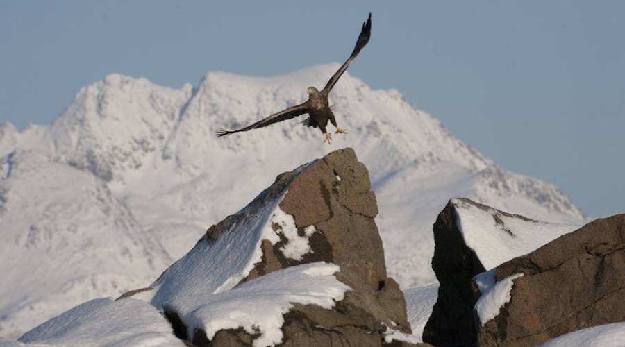 Aquila di mare (Marten Bril_www.visitvesteralen.com)