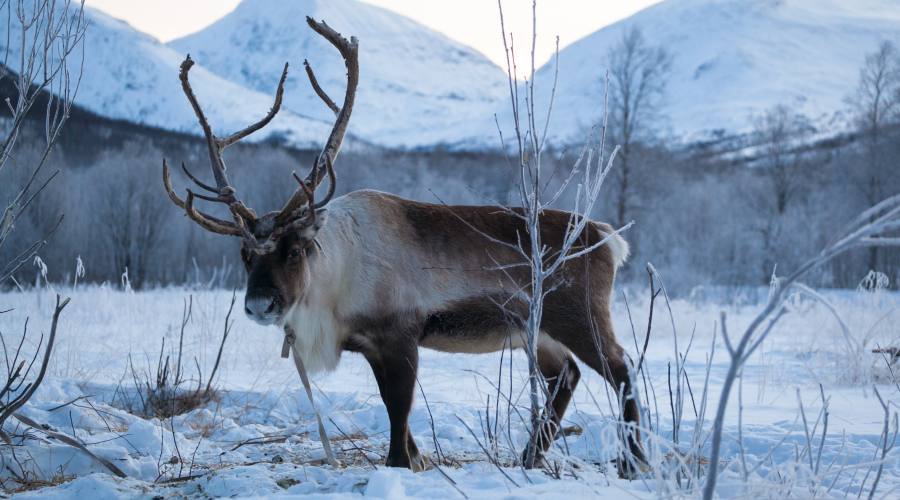 Renne in inverno (Konrad Konieczny_www.nordnorge.com)
