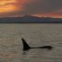 Orche la tramonto (Marten Bril_www.visitvesteralen.com)
