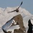 Aquila di mare (Marten Bril_www.visitvesteralen.com)