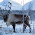 Renne in inverno (Konrad Konieczny_www.nordnorge.com)