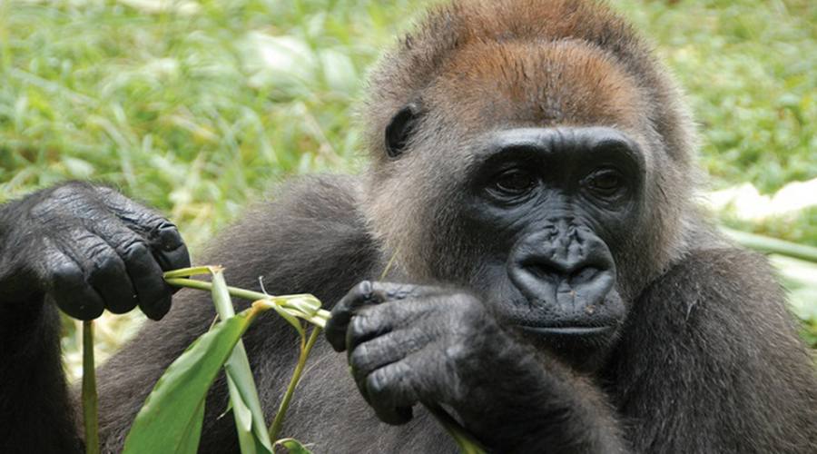 Gorilla delle pianure del Camerun