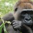 Gorilla delle pianure del Camerun