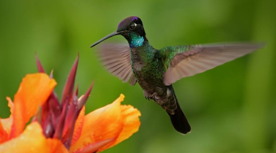 Colibrì