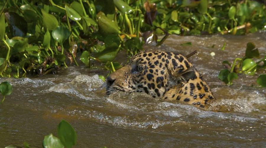 Gran Tour: Pantanal