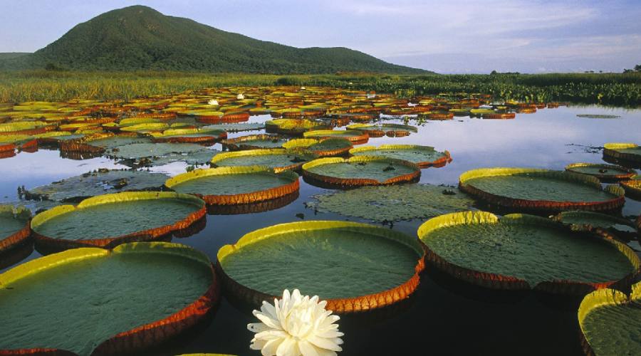 Gran Tour: Pantanal Regia victoria