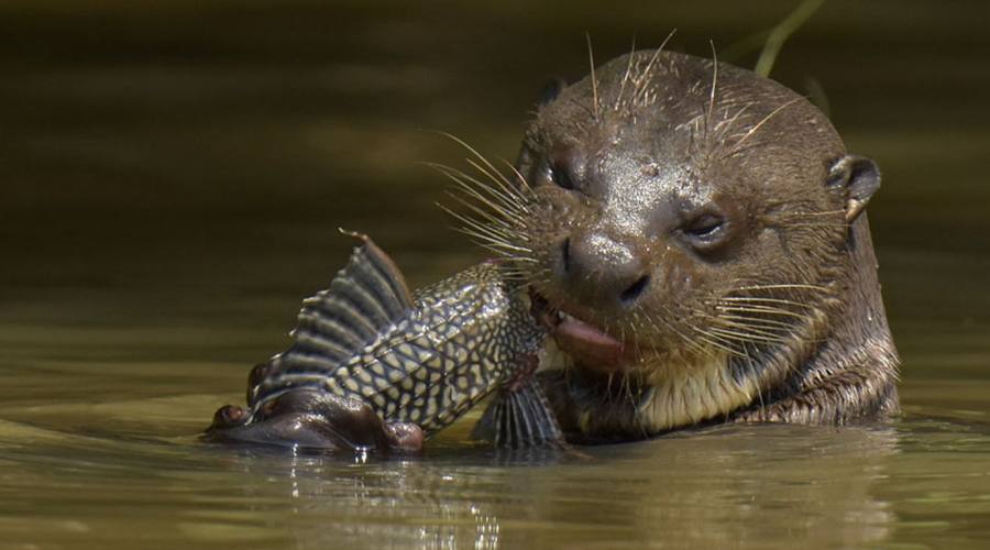 Gran Tour: Pantanal