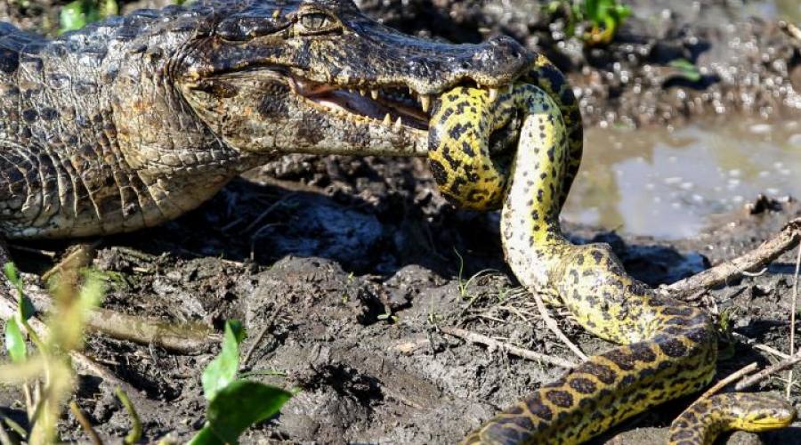 Gran Tour: Pantanal