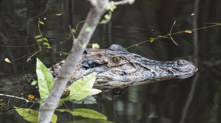 Gran Tour: Pantanal