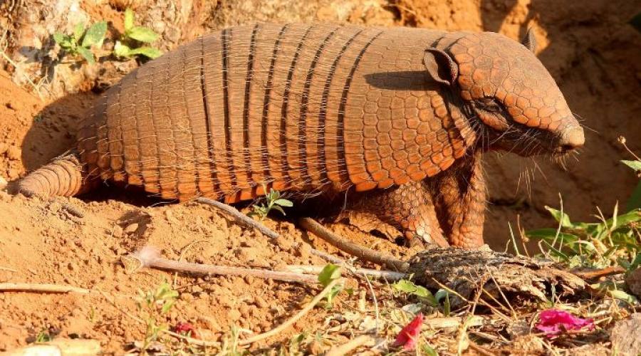 Gran Tour: Pantanal