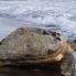Tartaruga che ritorna nel mare dopo avere deposto le uova nel Parco del Tortuguero