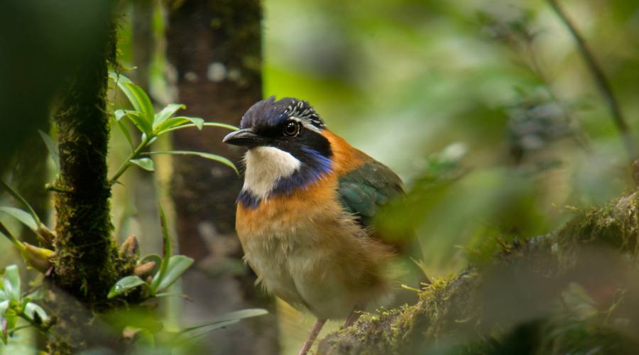 Specie di uccello nel Bemaraha National Park in Madagascar