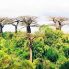 Alberi di Baobab