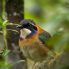 Specie di uccello nel Bemaraha National Park in Madagascar