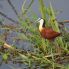 Jacana