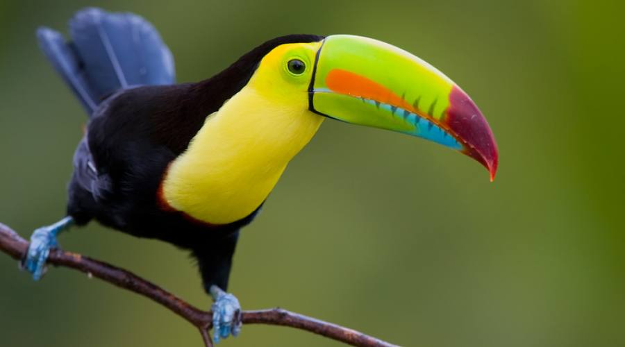 Tucano - Parco nazionale Arenal