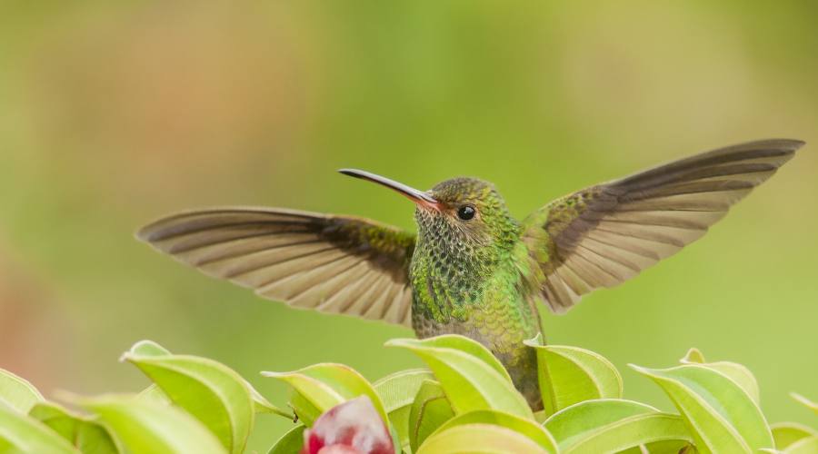 Un bel colibrì