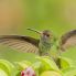 Un bel colibrì