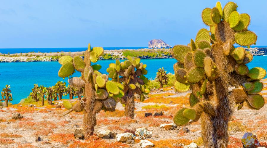 Cactus e oceano a Santa Cruz