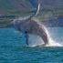 Avvistamento balene da Husavik