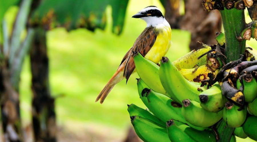 Banane con inquilino....!