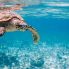 Seychelles tartaruga di mare
