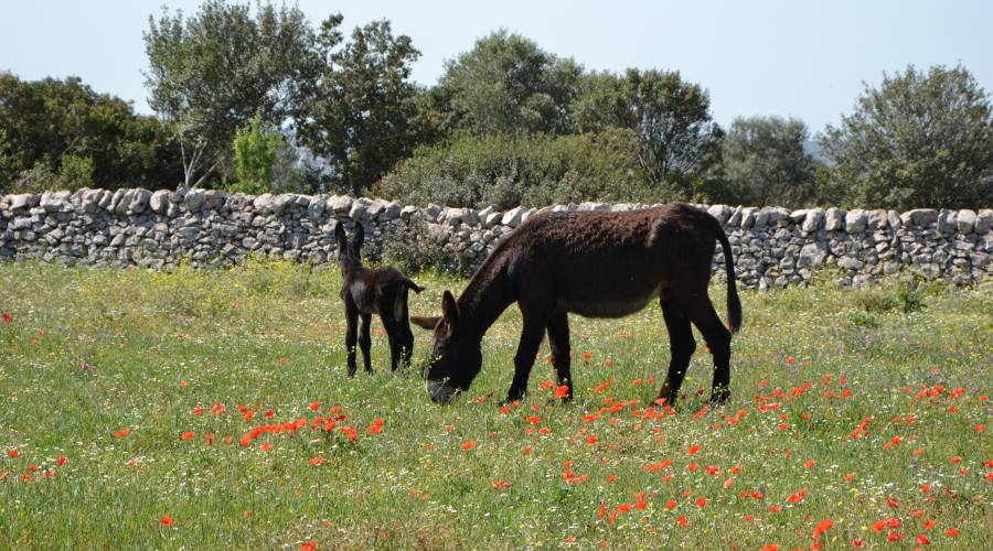 Masserie In Tour: L'asino di Martina Franca