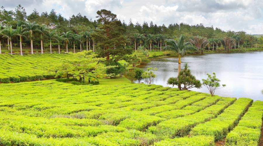 Les plantations de thé à l'île Maurice