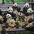 Chengdu Centro Preservazione Panda