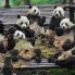 Chengdu: Centro Preservazione Panda