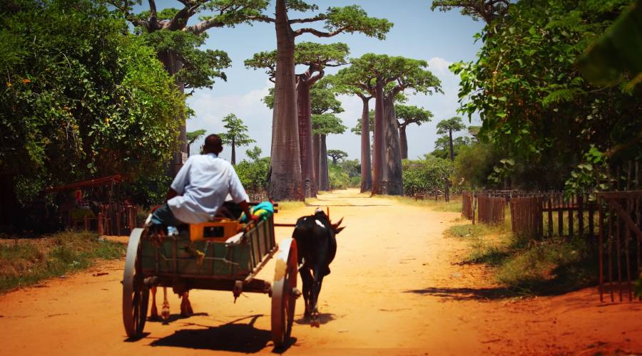 Morondova - Avenue du Baobab