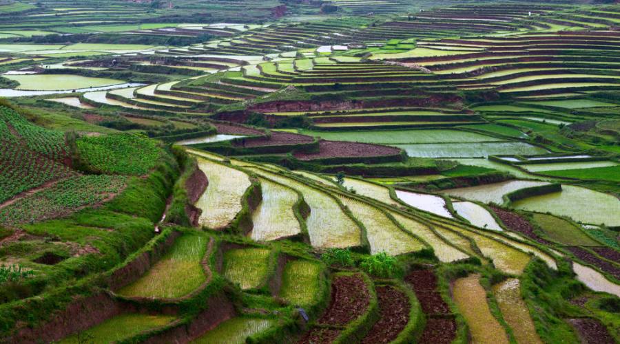 Fianarantsoa - terrazze coltivate a riso