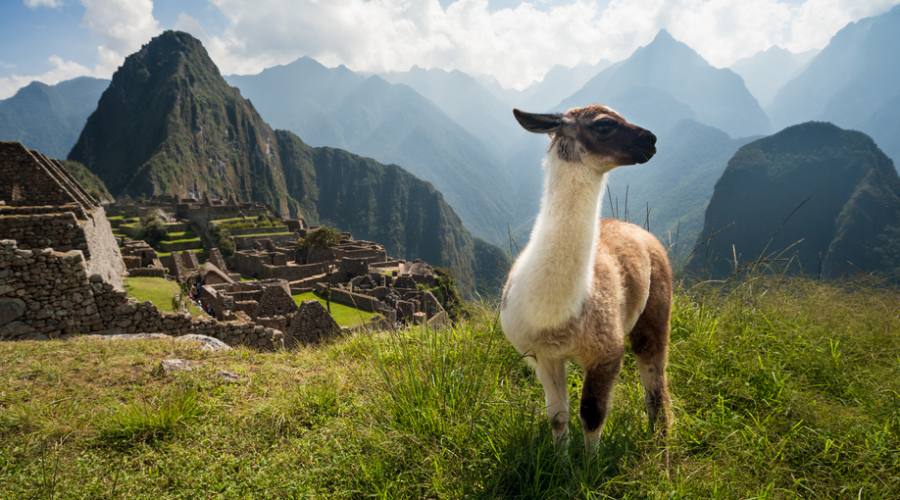 Lama sulle rovine di Machu Picchu