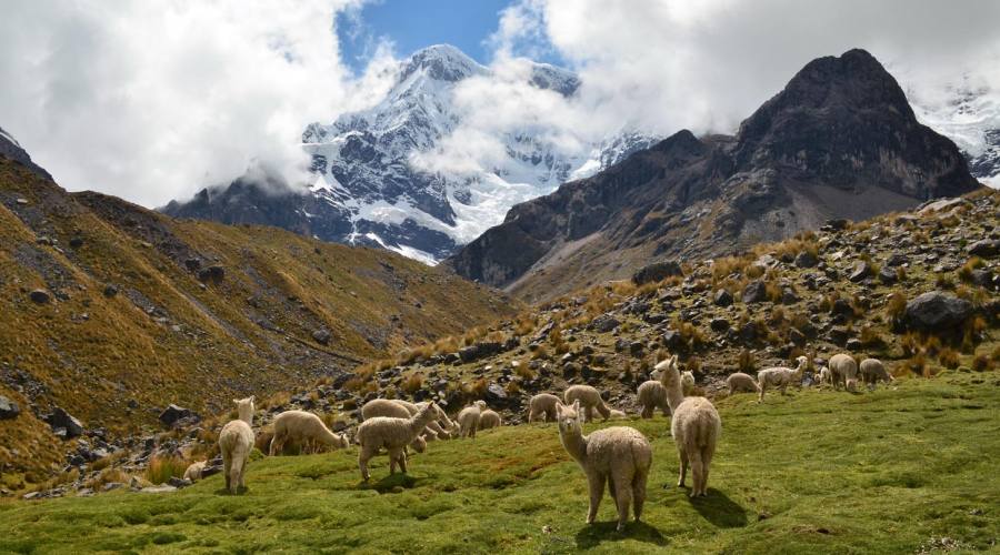 Alpache e il monte Ausangate