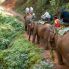 Trekking d'éléphant