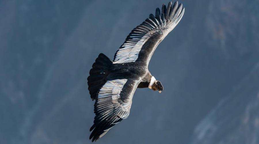 Condor, nel Canyon del Colca