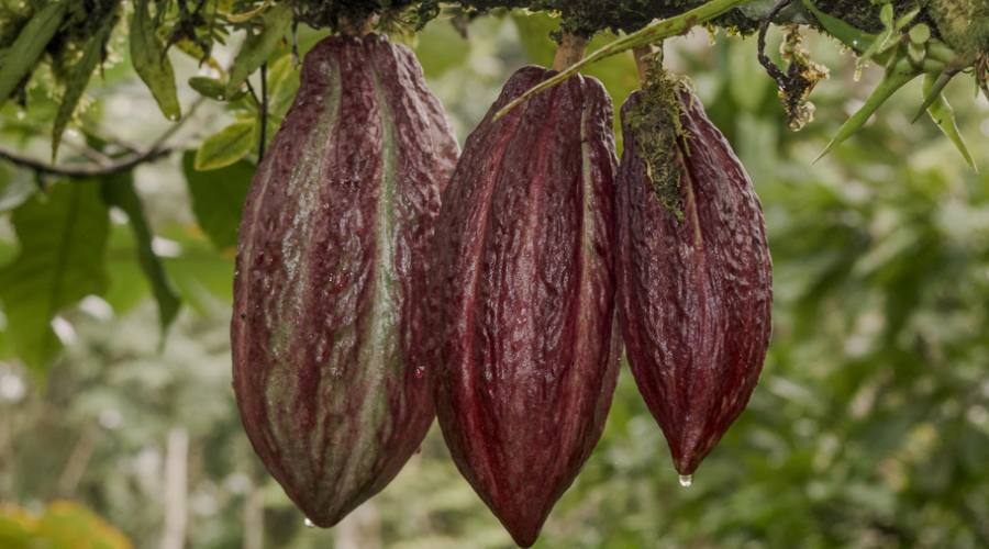 Cacao