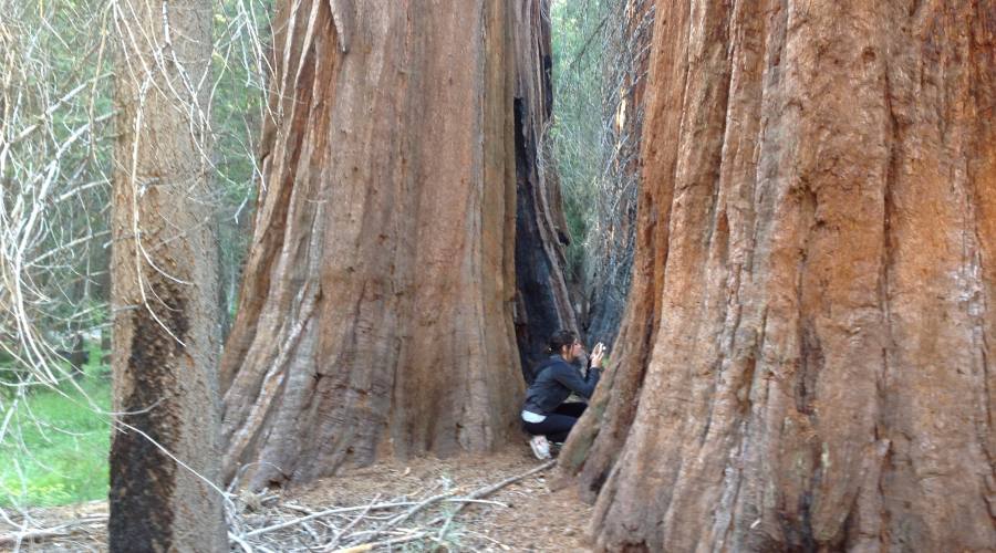 Le maestose sequoie