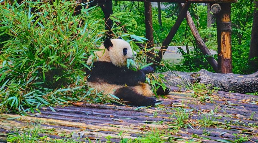 Chengdu: Centro Conservazione Panda