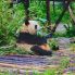 Chengdu: Centro Conservazione Panda