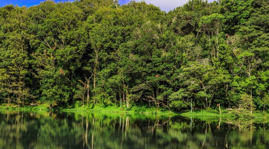 Foresta a Selva Negra