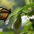 Farfalla nella foresta di Selva Negra