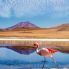 Laguna colorada con fenicottero