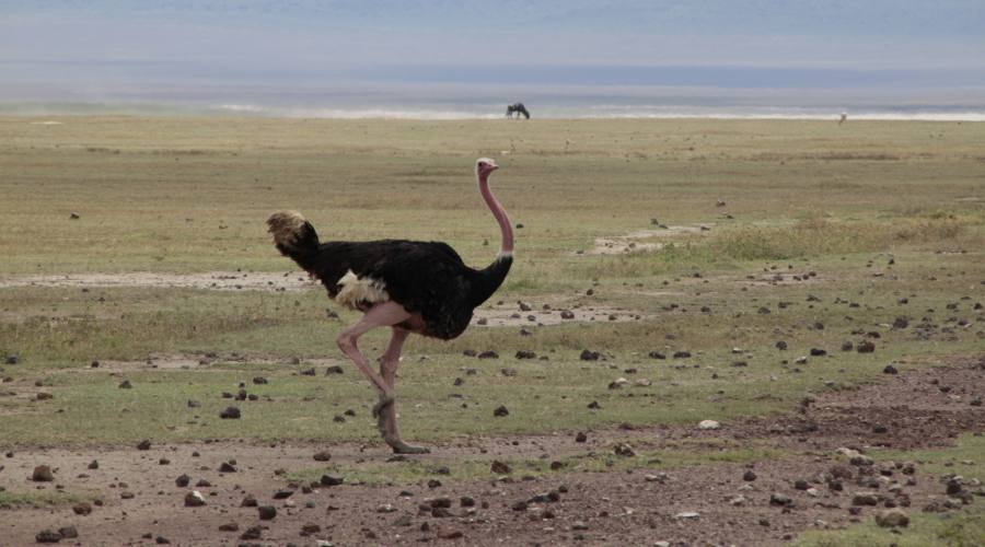 Lo Ngorongoro