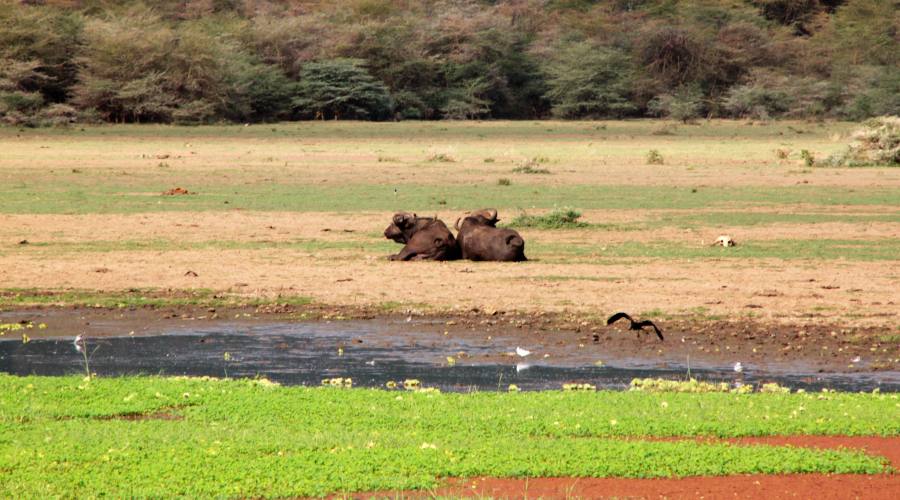 Lake Manyara