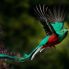 Il quetzal, l'uccello simbolo del Guatemala