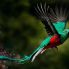 Il quetzal, l'uccello sacro per i Maya, simbolo del Guatemala  