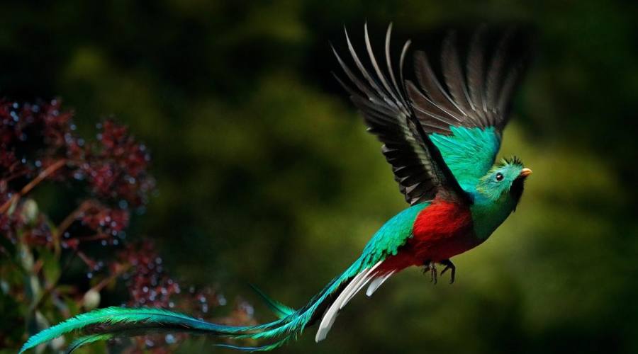 Il quetzal, l'uccello sacro per i Maya, simbolo del Guatemala  